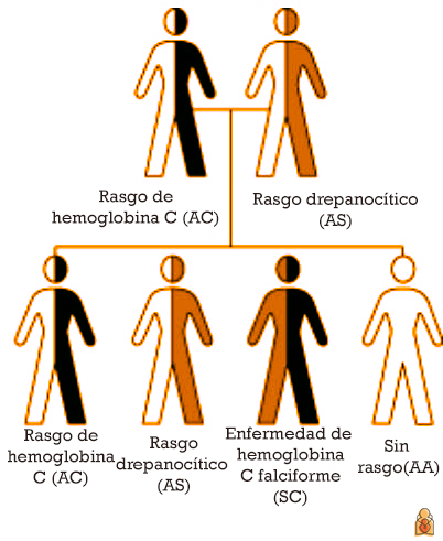 How is sickle cell disease inherited?
