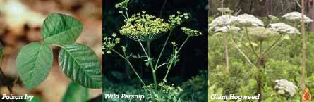 Ivy Parsnip Hog weed - Image - HealthyChildren.org