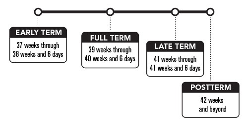 Term Pregnancy Chart 